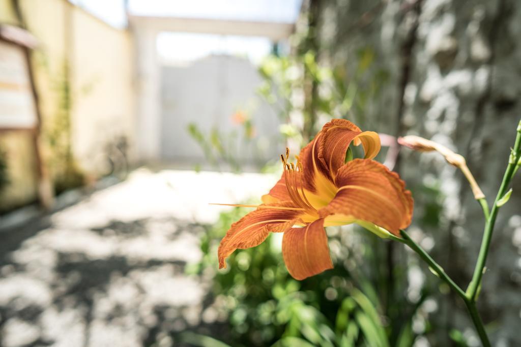Eco Garten Guest House Shkodra Exterior foto